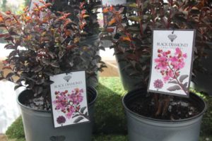 Day Four - California Spring Trials 2017