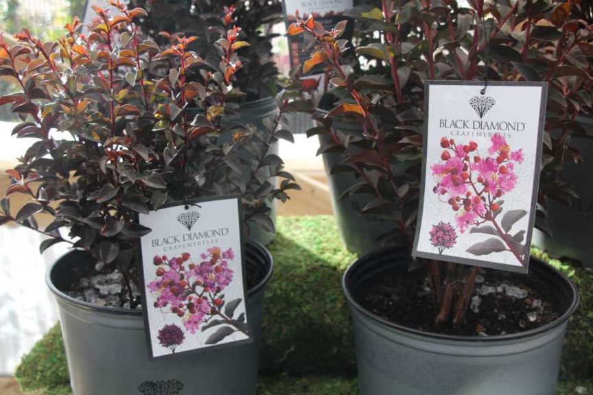 Day Four - California Spring Trials 2017