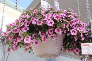 Day Four - California Spring Trials 2017