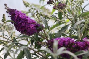 CAST 2017: Green Fuse Botanicals and Floranova