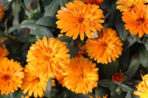 Day 1 - California Spring Trials 2017