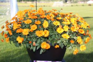 Day 1 - California Spring Trials 2017