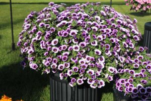 Day 1 - California Spring Trials 2017