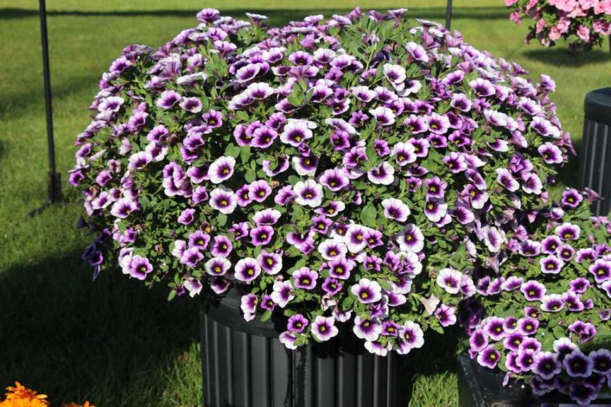 Day 1 - California Spring Trials 2017