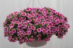 Dr. A's Top Picks for Day 5