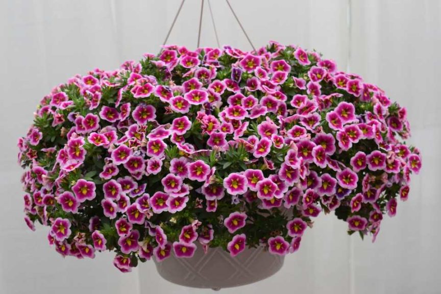 Dr. A's Top Picks for Day 5