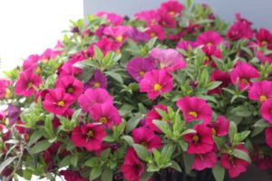 CAST 2017: Green Fuse Botanicals and Floranova