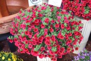 CAST 2017: Green Fuse Botanicals and Floranova