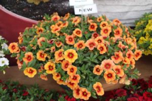 Day Four - California Spring Trials 2017