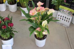 California Spring Trials: Day Three