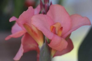 Day 1 - California Spring Trials 2017