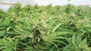 How Adversity Can Create Opportunity for Ancillary Cannabis Industries