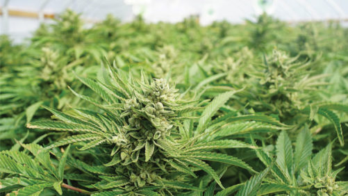 How Legalizing Interstate Cannabis Commerce Could Be a Boon to the Industry