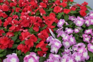 Dr. A's Top Picks for Day 5