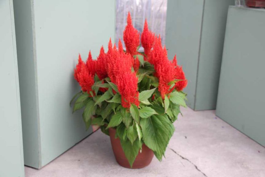 CAST 2017: Green Fuse Botanicals and Floranova