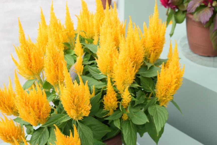 Celosia Bright Sparks Series (Floranova)