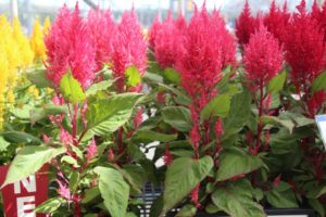 California Spring Trials: Day Three