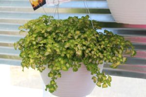 Day Four - California Spring Trials 2017