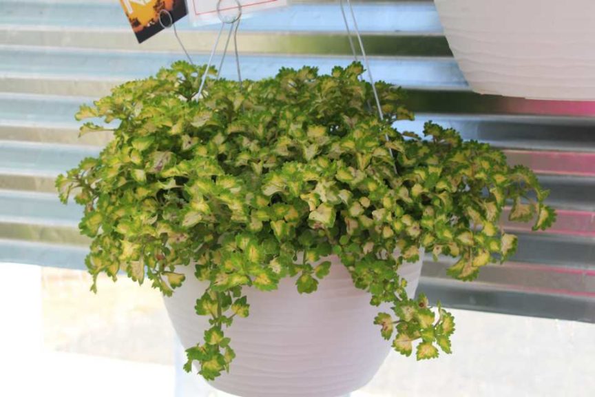 Day Four - California Spring Trials 2017