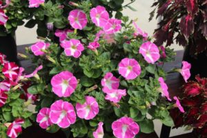 California Spring Trials: Day Three