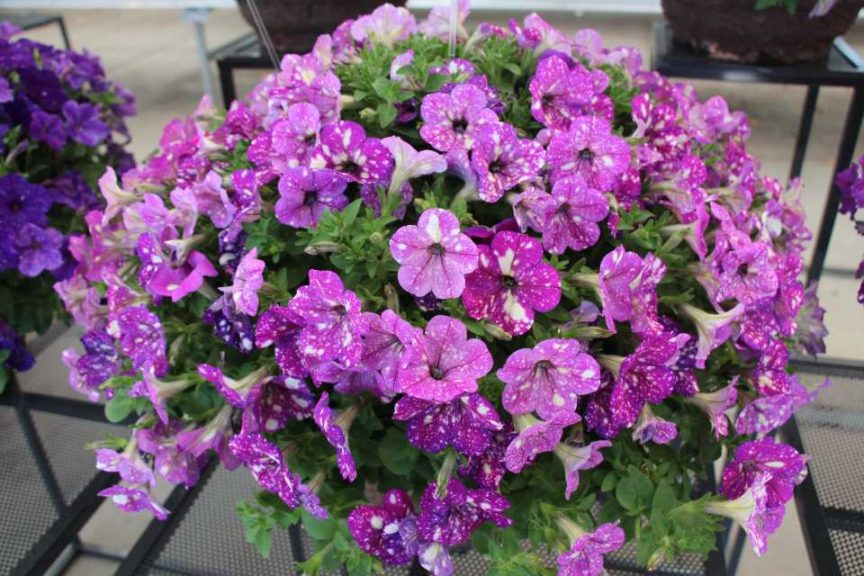 California Spring Trials: Day Three