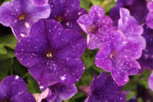 California Spring Trials: Day Three