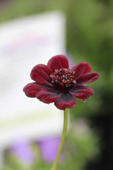 Day 2 - California Spring Trials 2017