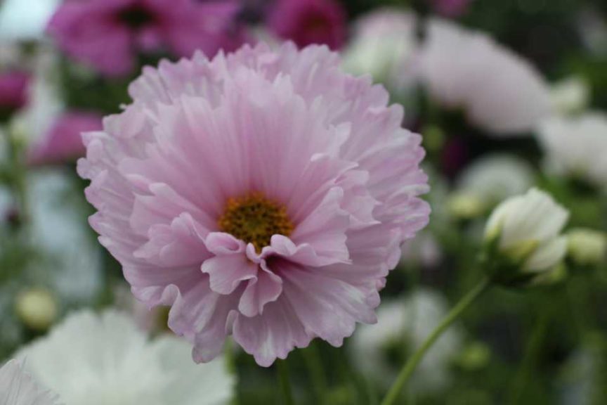 Day 2 - California Spring Trials 2017