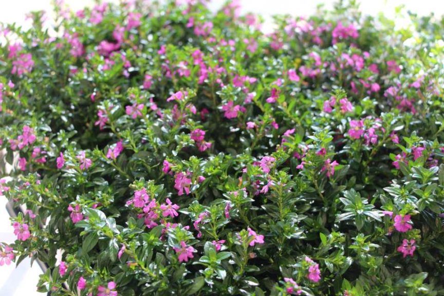 California Spring Trials: Day Three