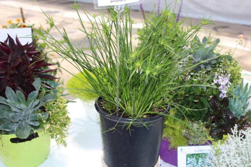 Day Four - California Spring Trials 2017