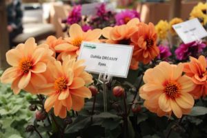 Day Four - California Spring Trials 2017