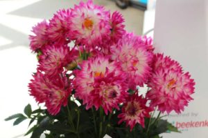 California Spring Trials: Day Three