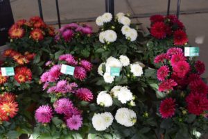 California Spring Trials - Day Three