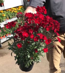 Dr. A's Top Picks for Day 5