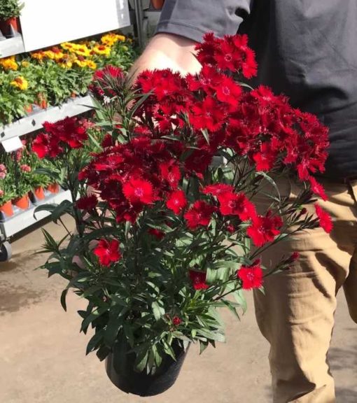 Dr. A's Top Picks for Day 5