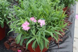 Day 2 - California Spring Trials 2017