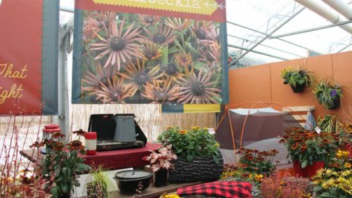 California Spring Trials Day Two – Highlights and New Plants From Speedling, Pacific Plug & Liner, and Benary