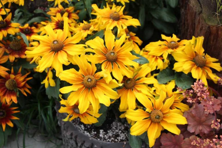 Day 2 - California Spring Trials 2017