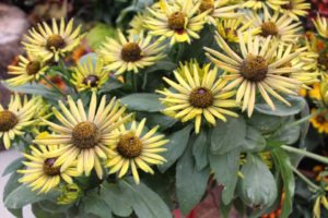 Day 2 - California Spring Trials 2017