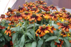 Day 2 - California Spring Trials 2017