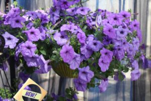 California Spring Trials: Day Three