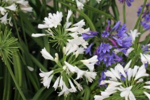 Day 2 - California Spring Trials 2017