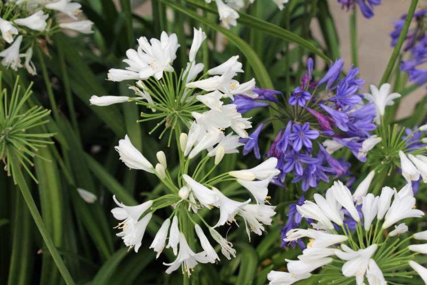 Day 2 - California Spring Trials 2017