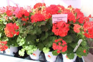 California Spring Trials: Day Three