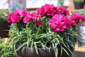 California Spring Trials: Day Three