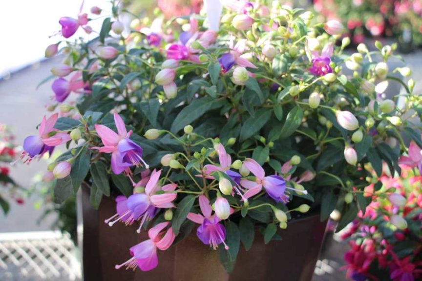 Day 2 - California Spring Trials 2017