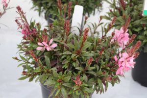 Day Four - California Spring Trials 2017