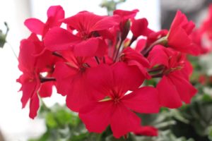 Day 1 - California Spring Trials 2017