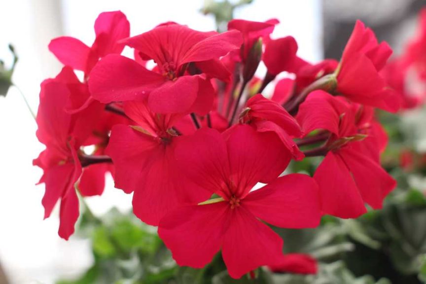 Day 1 - California Spring Trials 2017