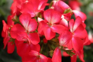 Day 1 - California Spring Trials 2017